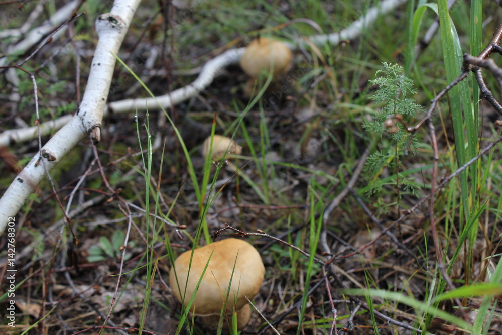 Few porcini mushrooms in a summer forest 20150
