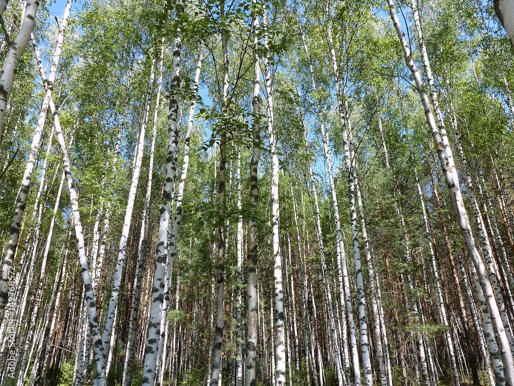 Fototapeta premium В берёзовой роще