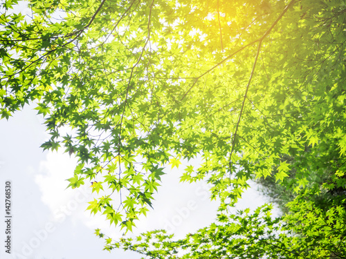 Abstract green maple tree branch for background