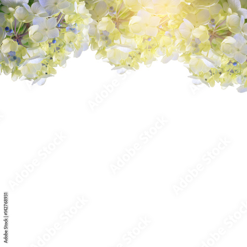 Blue hydrangea frame on white background