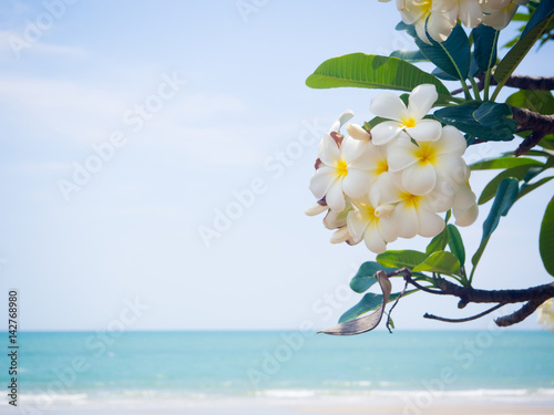 white plumeria flower branch on the beach the summer background
