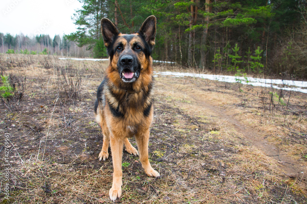 German shepherd dog in a spring day German shepherd dog in a spring day