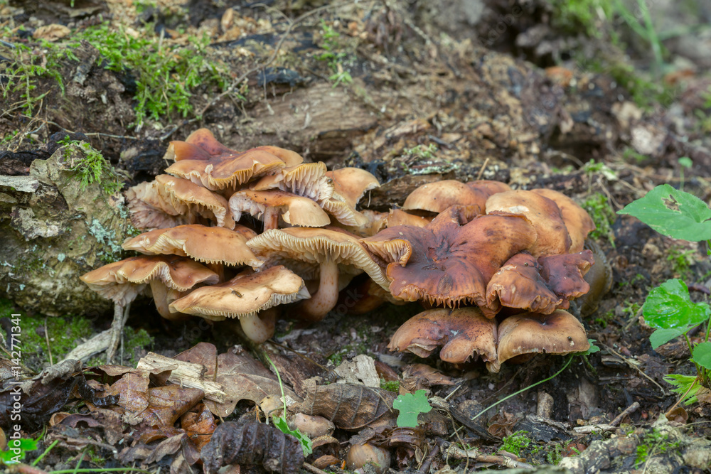Gymnopus fusipes Gymnopus fusipes