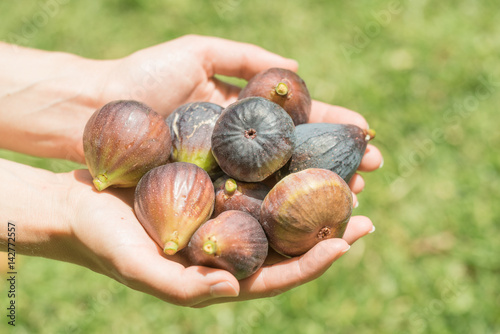Hands Holding Fresh Picked Figs