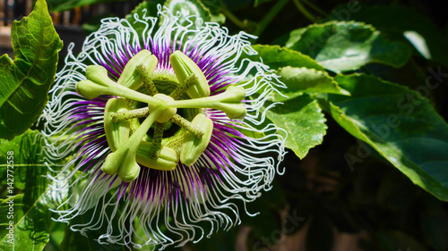 Purple flower of kiwii macro