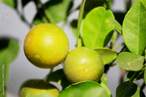 Wallpaper Mural small lemons Torontodigital.ca