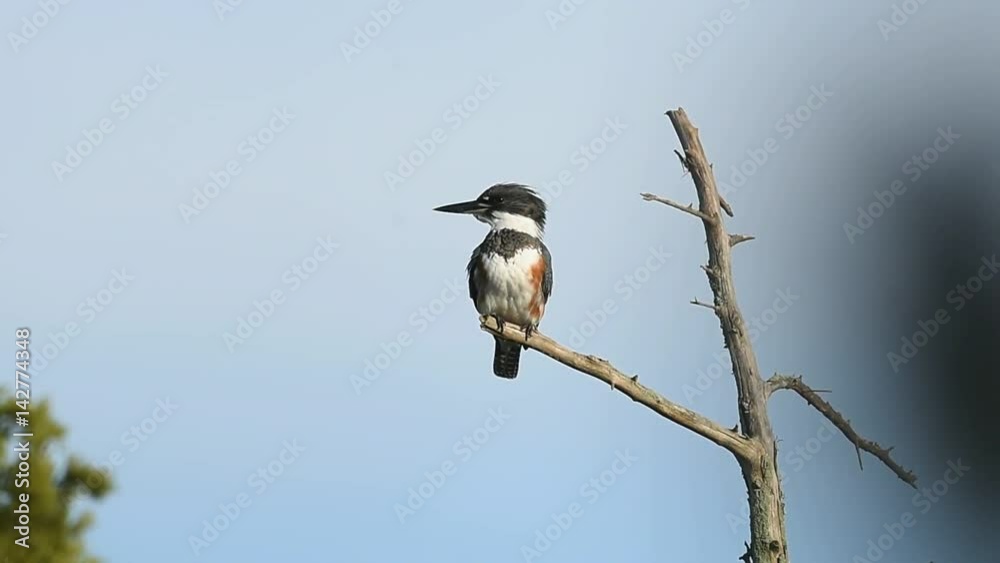 Belted Kingfisher in Tree Belted Kingfisher in Tree