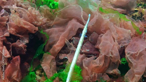 Male Broad-nosed pipefish (Syngnathus typhle) in the thickets of seaweed photo