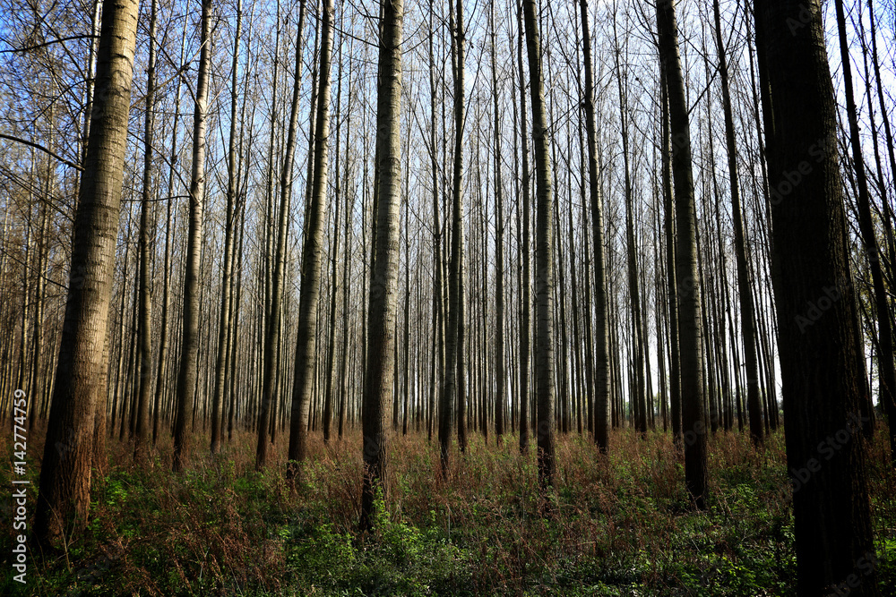 Fototapeta premium Beautiful Forest