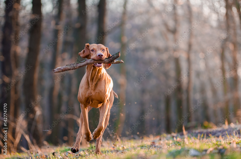 running hungarian vizsla hunter dog running hungarian vizsla hunter dog