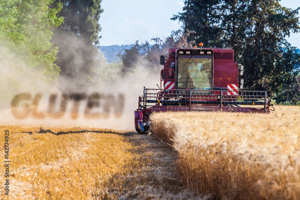 Fototapeta premium gluten et moissonneuse batteuse récoltant le blé 