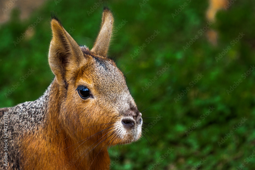 Fototapeta premium lièvre de Patagonie ou Mara