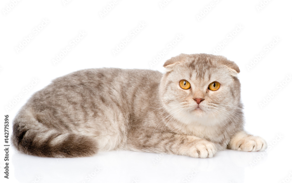 Tabby scottish kitten lying in side view. isolated on white background Tabby scottish kitten lying in side view. isolated on white background