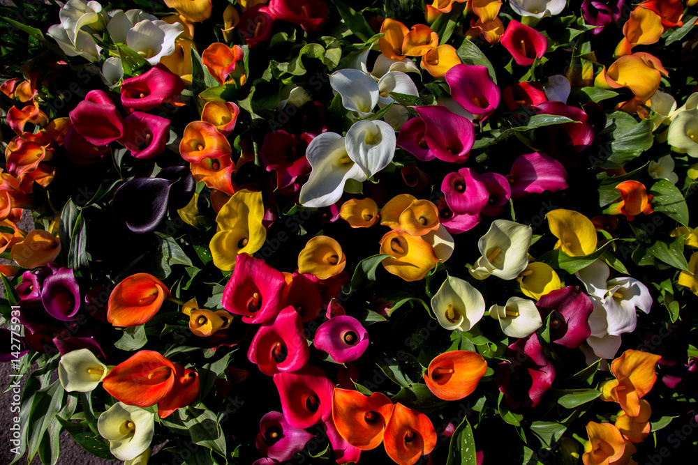 Multicolored callas. Top view. Multicolored callas. Top view.