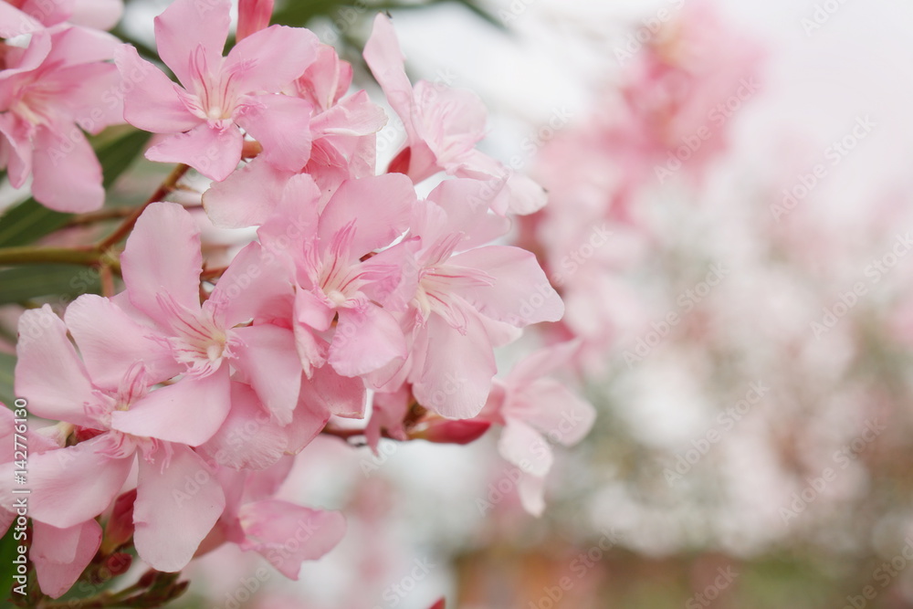 spring blossom pink flower tree background spring blossom pink flower tree background