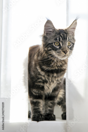 Котенок Мейн Куна сидит на окне прикрытый шторами.Вертикально. © lvp312