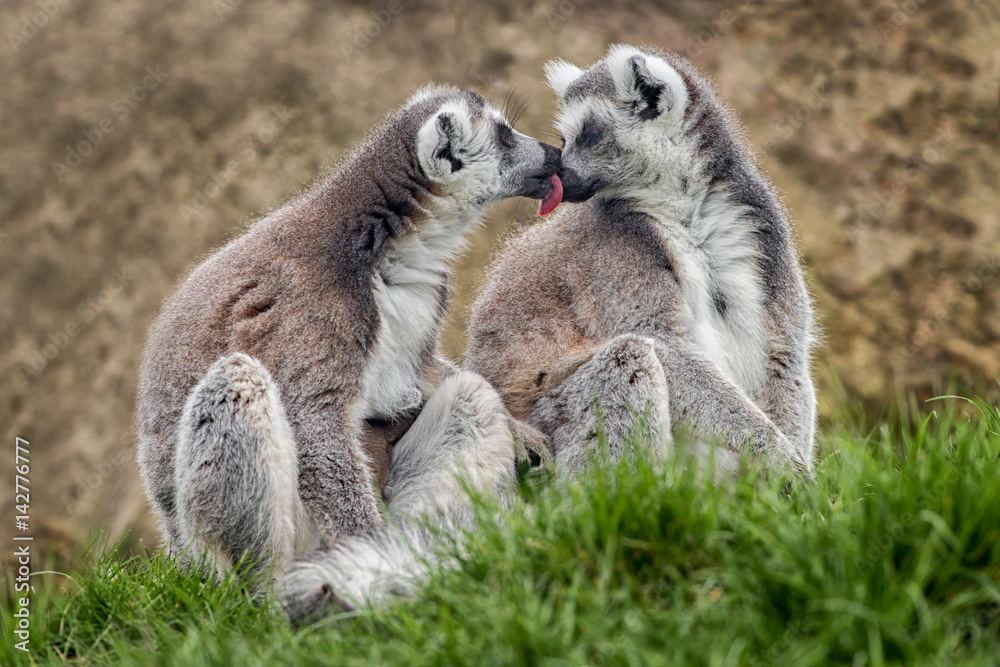 Fototapeta premium A pair of ring tailed lemurs sitting on grass one licking the other as if kissing