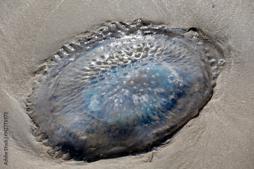Jellyfish on the sand