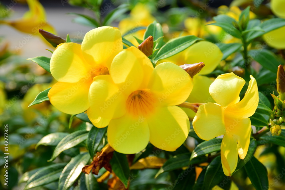 Obraz premium Yellow flower