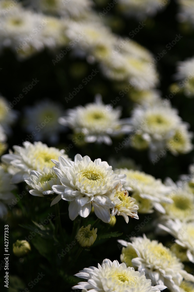 Obraz premium Chrysanthemum flower