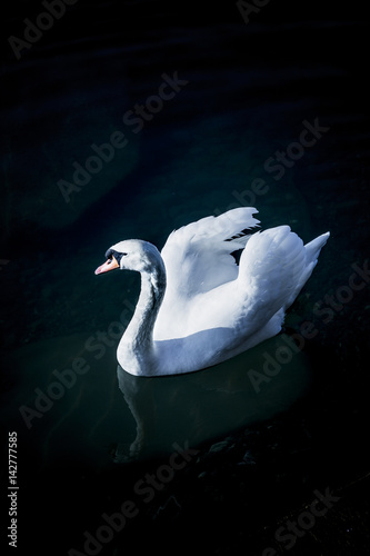 Schwan vor Schwarz
