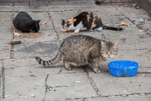 A group of street cats