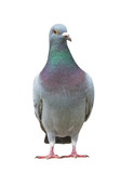 full body of sport racing pigeon bird looking eye contact to camera isolate white background