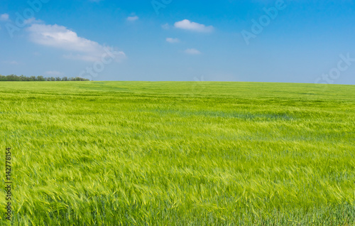 Landscape with unripe wheat field in May, central Ukraine