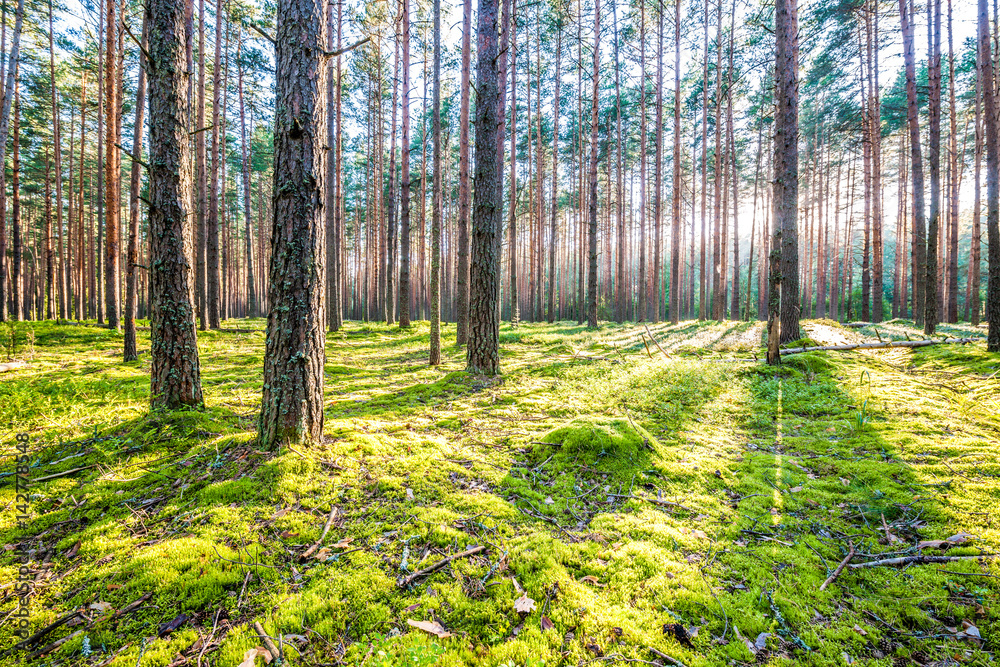 Obraz premium Sunrise in pine forest