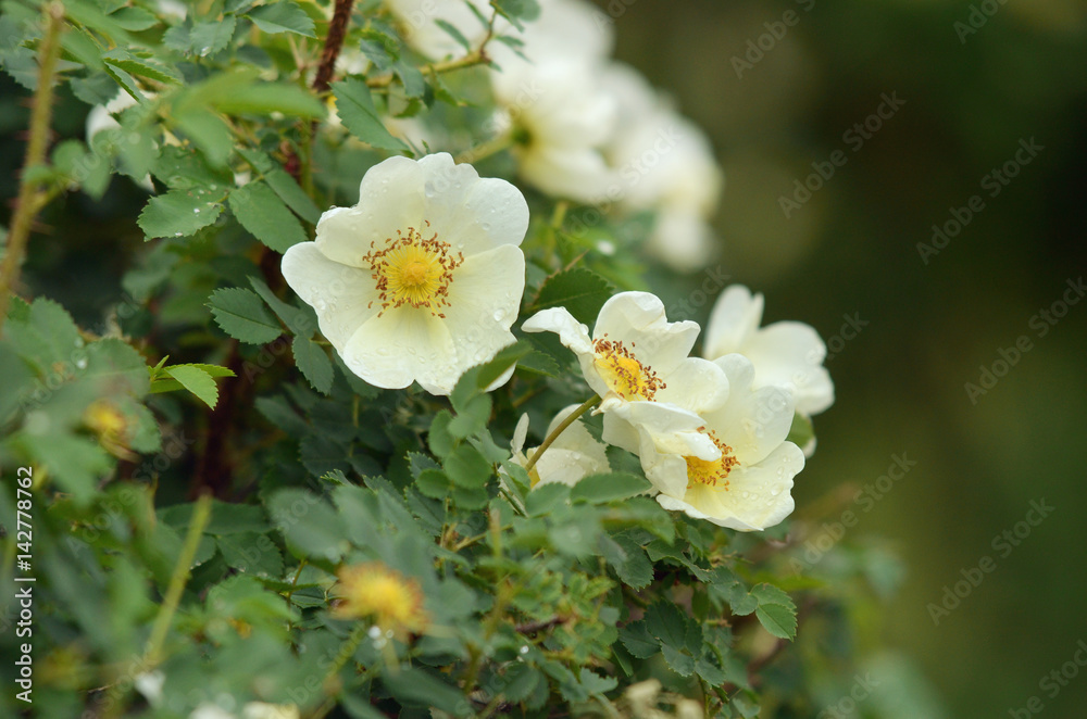 White rose in drops after the rain. White rose in drops after the rain.