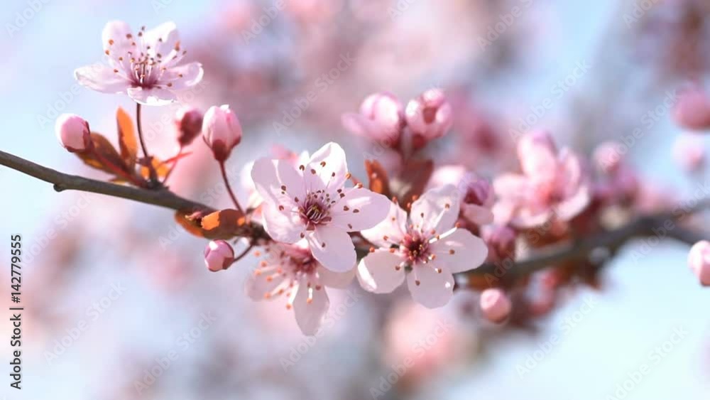 Beautiful sakura. Flowering pink cherry. Shallow depth of field Beautiful sakura. Flowering pink cherry. Shallow depth of field