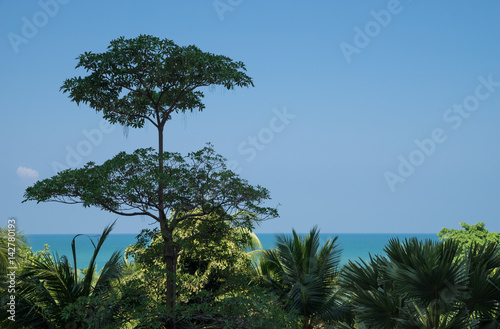 A tree taller than other, outstanding concept, with copy space