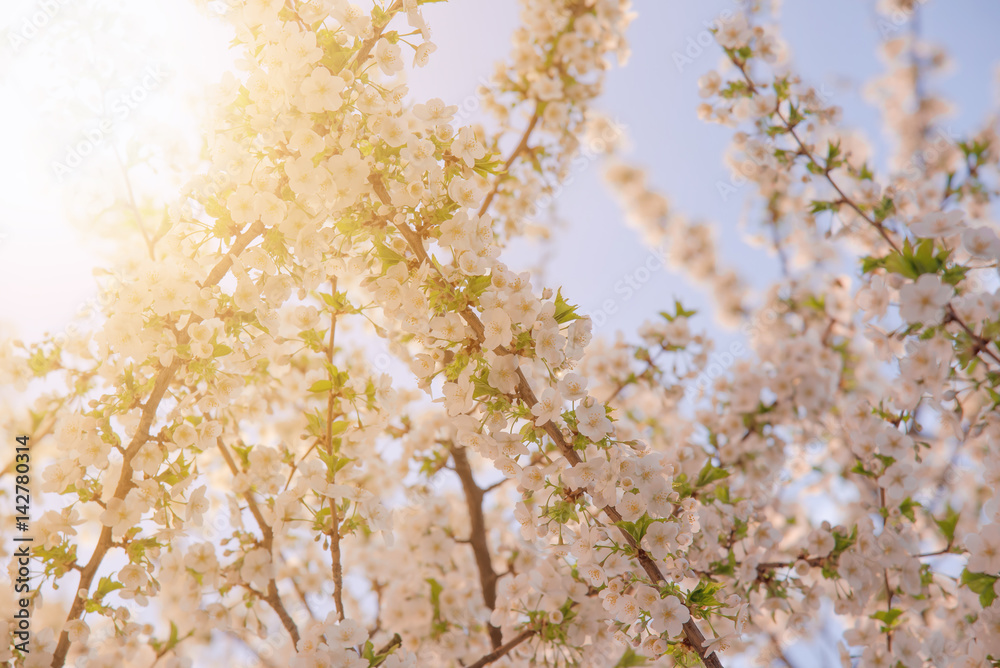 backlit cherry blossom in evening sunlight spring season