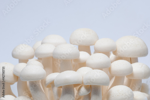 white shimeji mushroom close up on white background