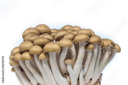 buna shimeji mushroom on white background
