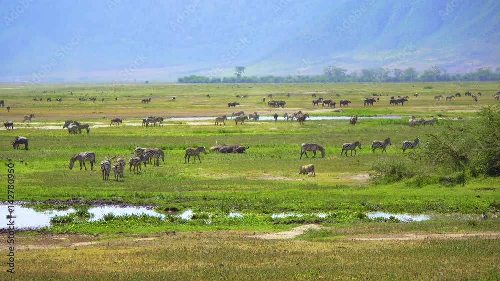 A herd of zebras and wildebeests in a wildlife