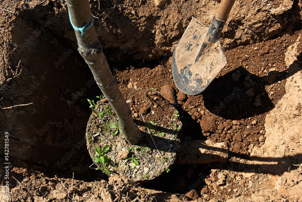 Tree planting. Tree planting.