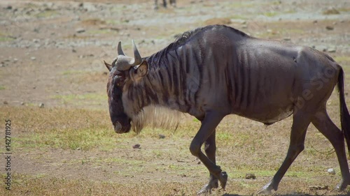 Wildebeest in a wildlife