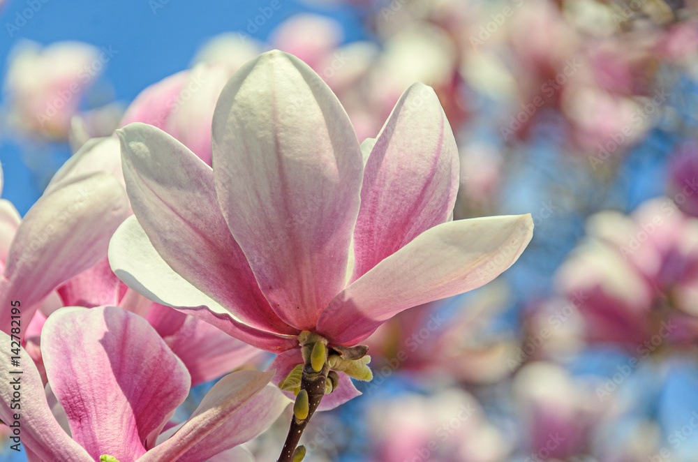 Magnolia pink blossom tree flowers, close up branch, outdoor