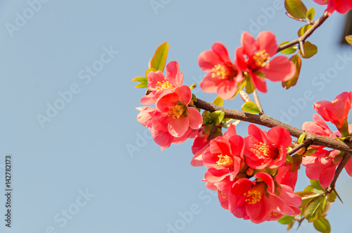 Chaenomeles japonica pink tree flowers,  Maule's quince, Gutuiul japonez, outdoor close up photo