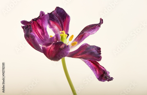 Fototapeta Naklejka Na Ścianę i Meble -  spring tulip isolated on white background