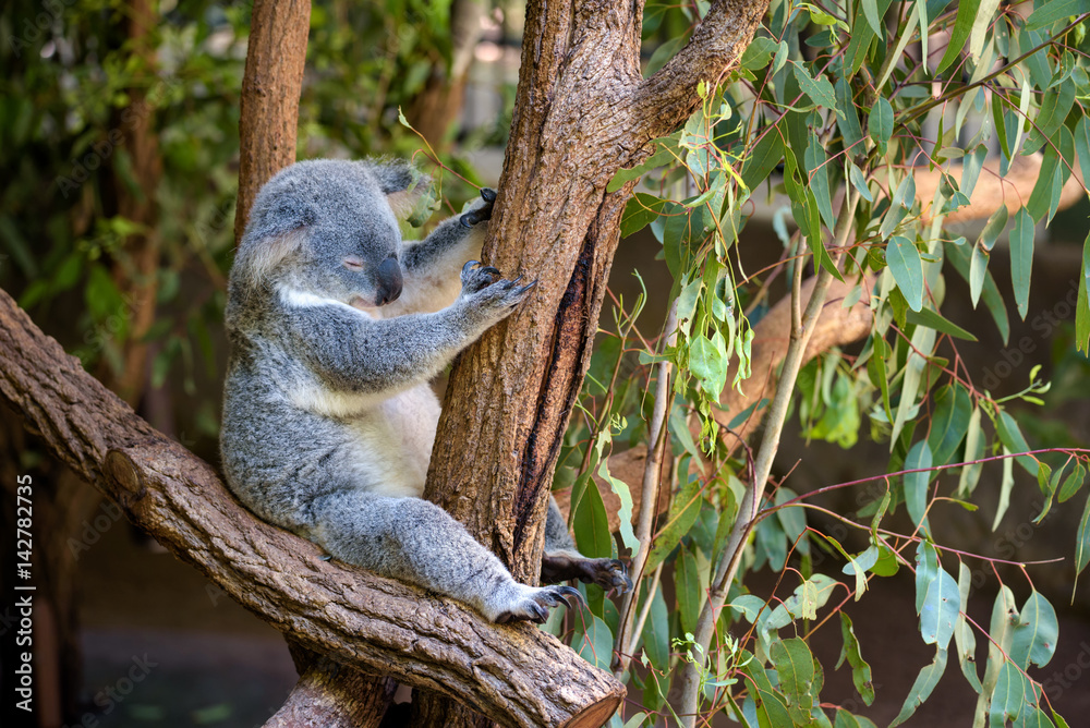 Obraz premium Sleeping koala on eucalyptus tree in Australia