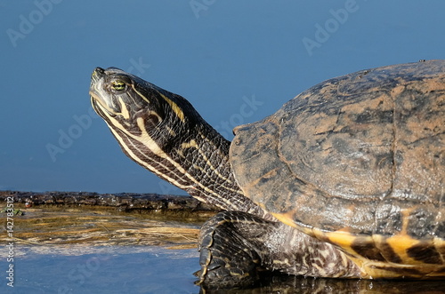 Schildkröte hebt den Kopf photo