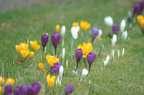 White, purple and yellow crocuses blooming in a line down a lawn.