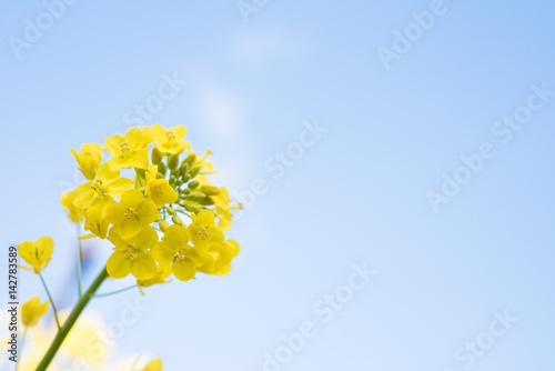 The flower that becomes a source of canola (Turnip rape  / Nanohana) photo