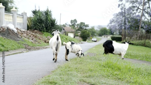 Goats on a South African township road - 4K photo