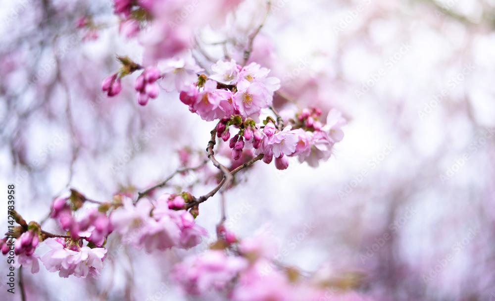 Beautiful blossoming cherry flowers. Close-up shot of a pink cherry tree, spring scene in the sun with selective focus and copy space.