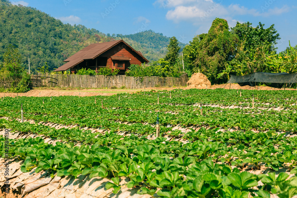 Agriculture field of mix organic product farm.
