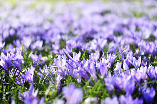 Beautiful blossoming crocus flowers. Close-up shot of purple crocuses, spring meadow in the sun with selective focus.