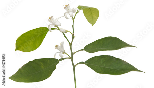 close up of citrus flowers